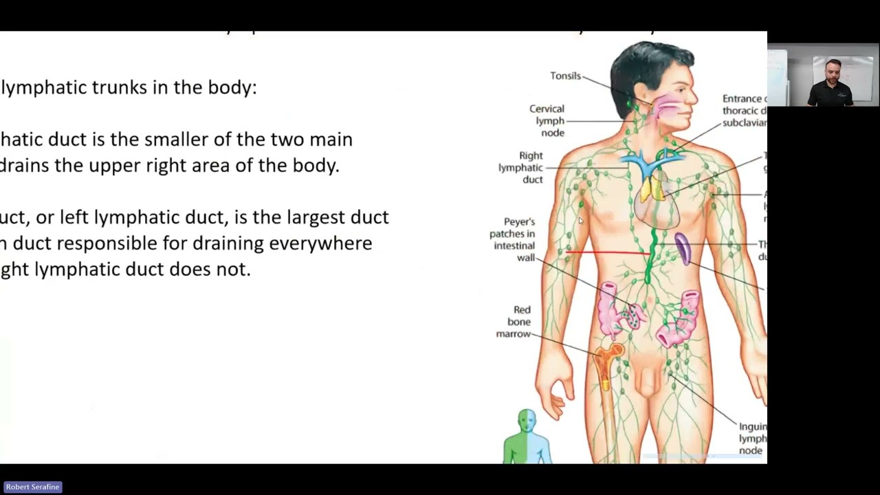 Lymphatic System Crash Course