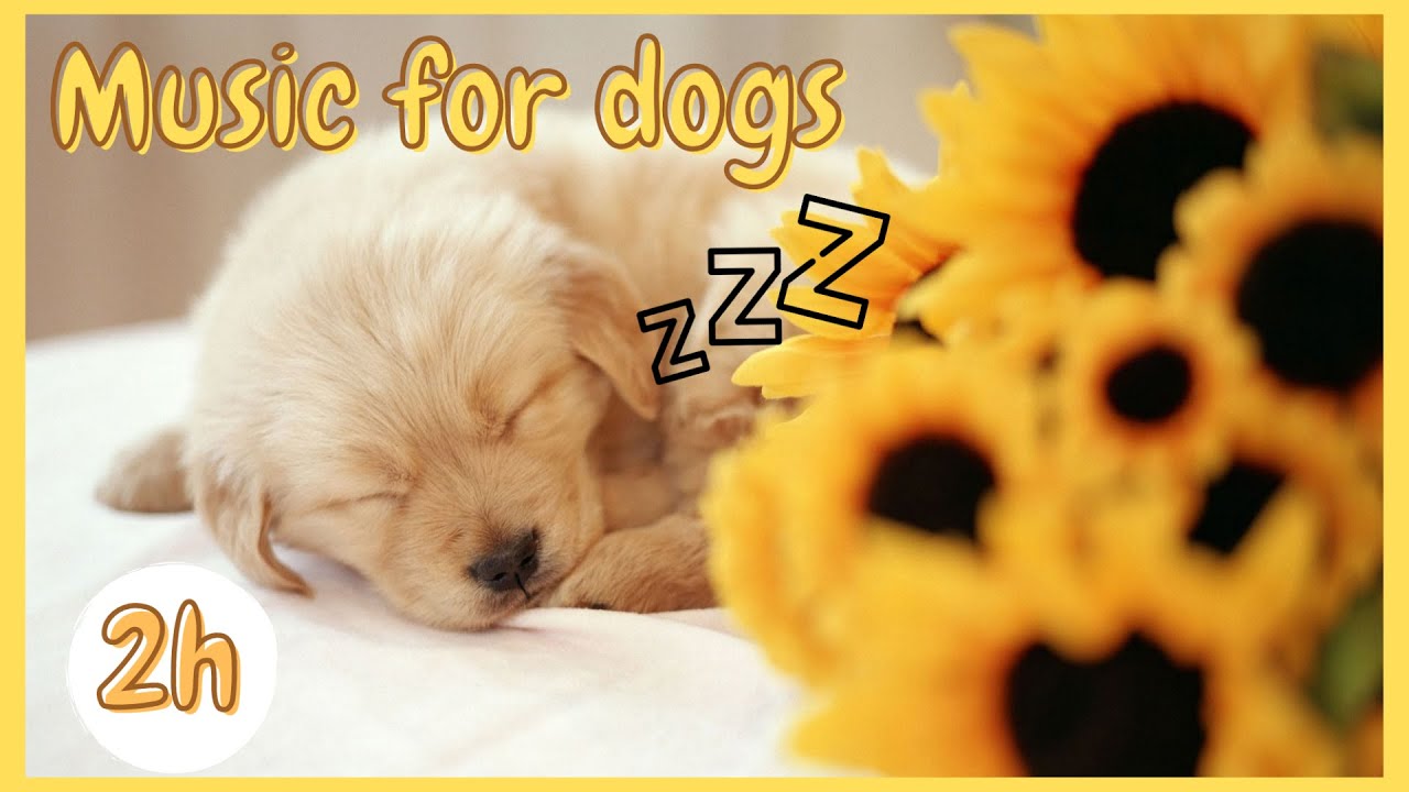 2 HOURS of Deep Sleep Calming Music for Dogs - Dog Radio