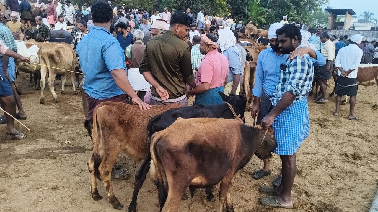 15/01/26 വാണിയംകുളം ചന്ത എല്ലാ വ്യാഴാഴ്ചയും നാടൻ മൂരിക്കുട്ടികൾക്ക് വൻ ഡിമാൻഡ് ആയിരുന്നു 