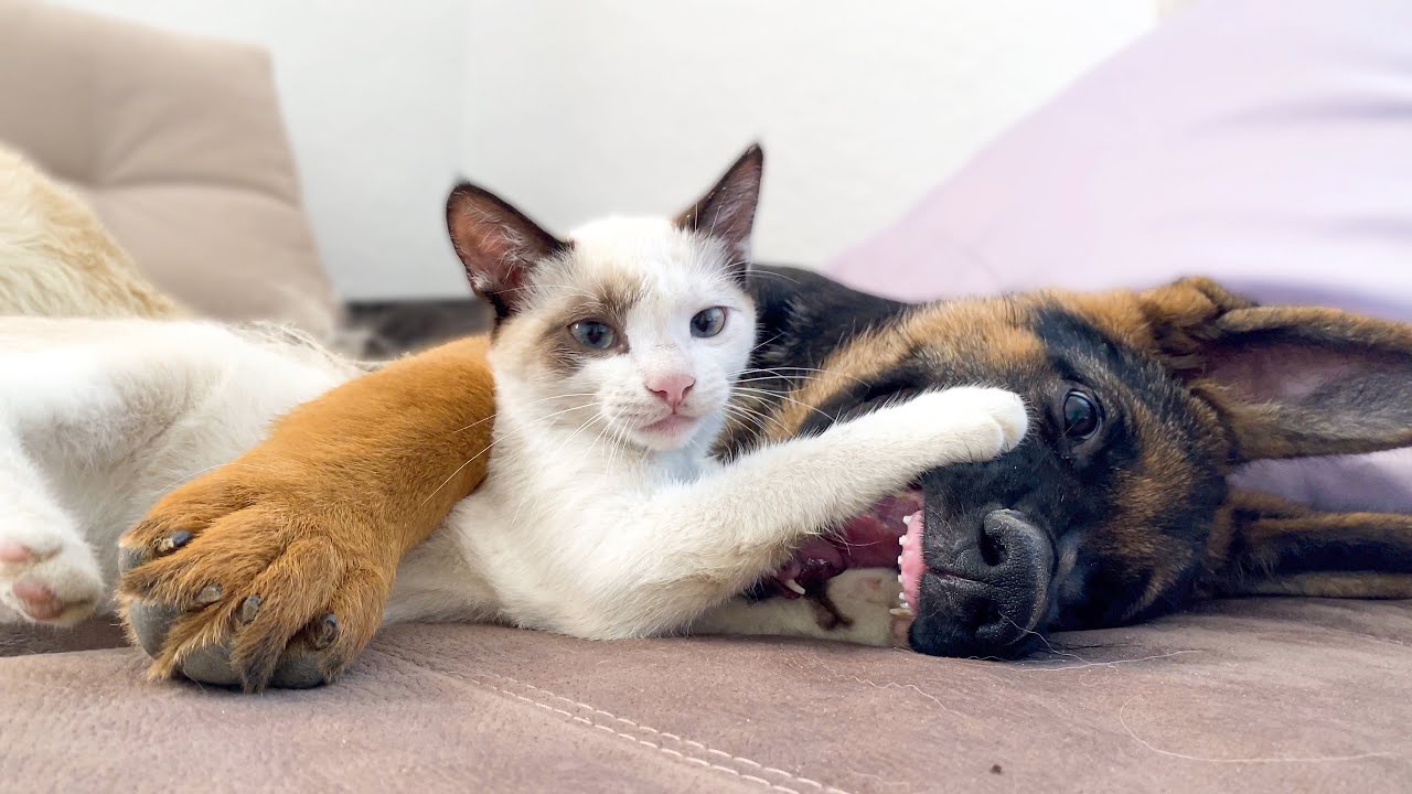What friendship looks like between a German Shepherd Puppy and a Kitten
