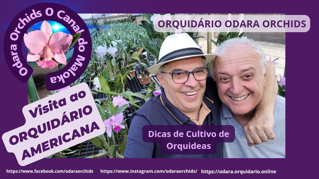 Maloca Visita o Orquidário Americana: Ótimas Dicas de Cultivo de #orquídeas e muita #cattleya