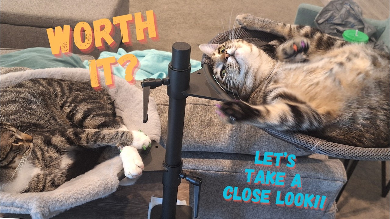 I Have 7 Foster Kittens And This Saved So Much Space