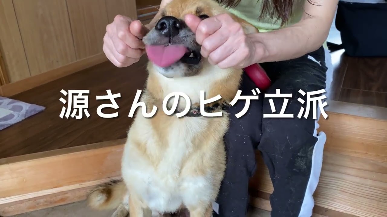 保護犬の源さんに会いに行って来ました♪