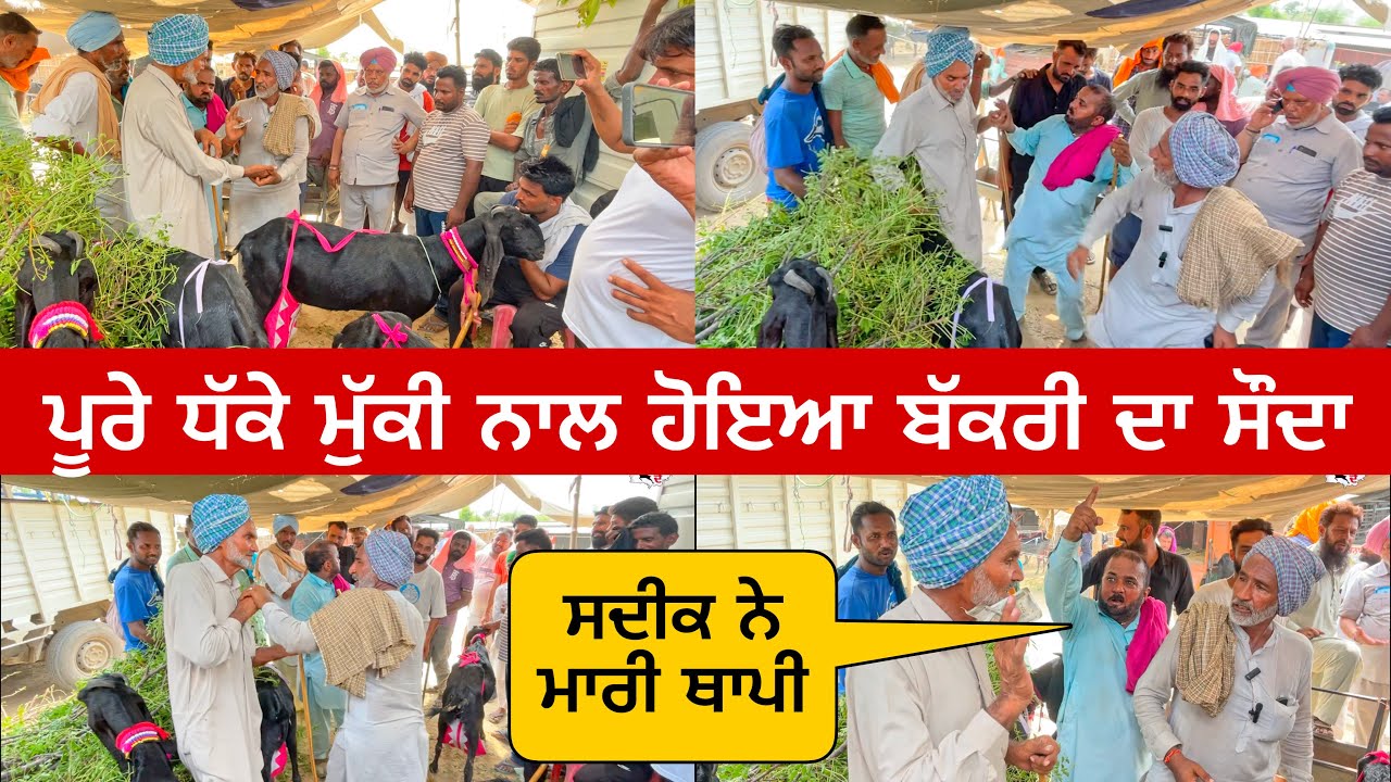 ਧੱਕੇ ਮੁੱਕੀ ਨਾਲ ਹੋਇਆ ਬੱਕਰੀ ਦਾ ਸੌਦਾ | Tungwali bakra mandi #goatfarming #bakramandi #farming #goats