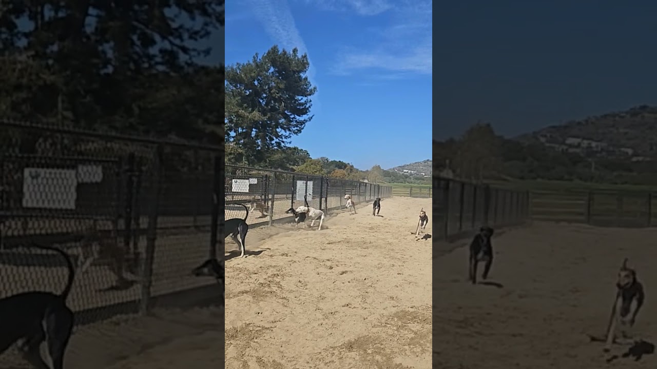 Seven Sighthounds for the Soul.... #salukis #afghanhounds #sighthounds
