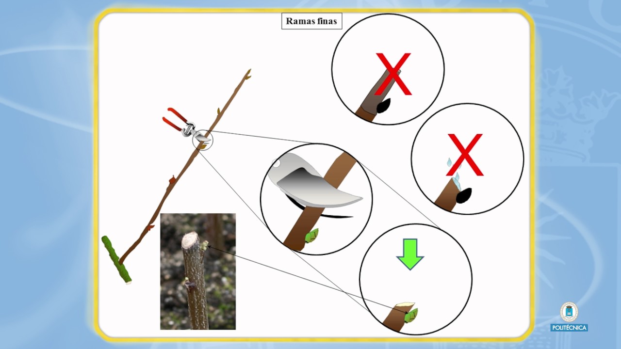 Fundamentos de la poda de árboles y arbustos. Modo de dar los cortes de poda