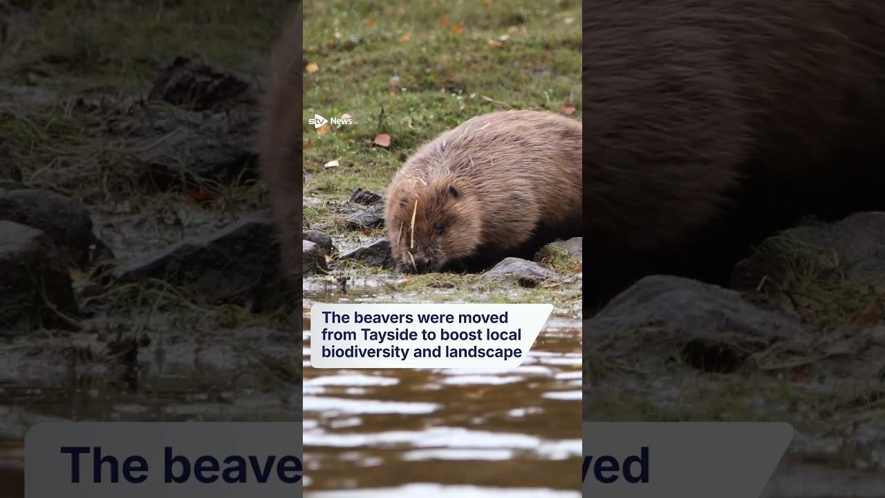 Beavers released into the Highlands 400 years after extinction in Scotland