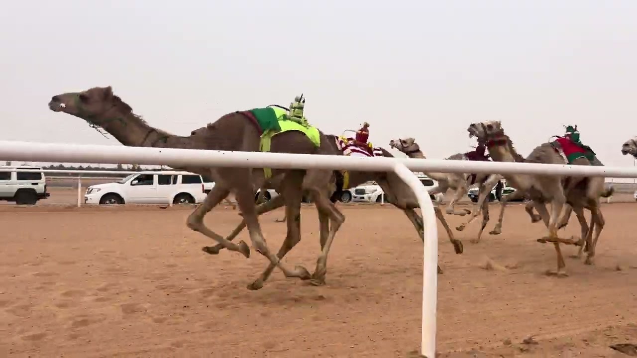 ش 4 قعدان لقايا الحاكم ل مياح بن جريس الشمري
