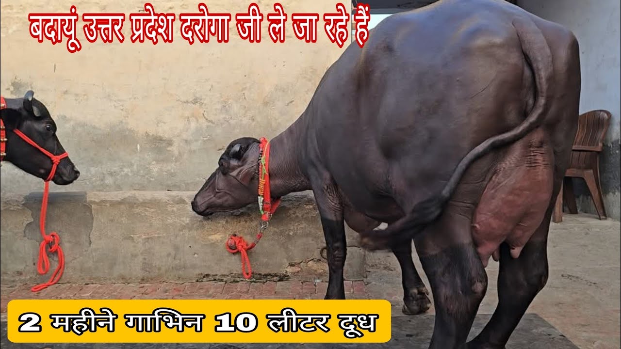 2 महीने की गाभिन 10 लीटर दूध मात्र 59000 में बदायूं उत्तर प्रदेश जा रही है#murrahfarm #animals