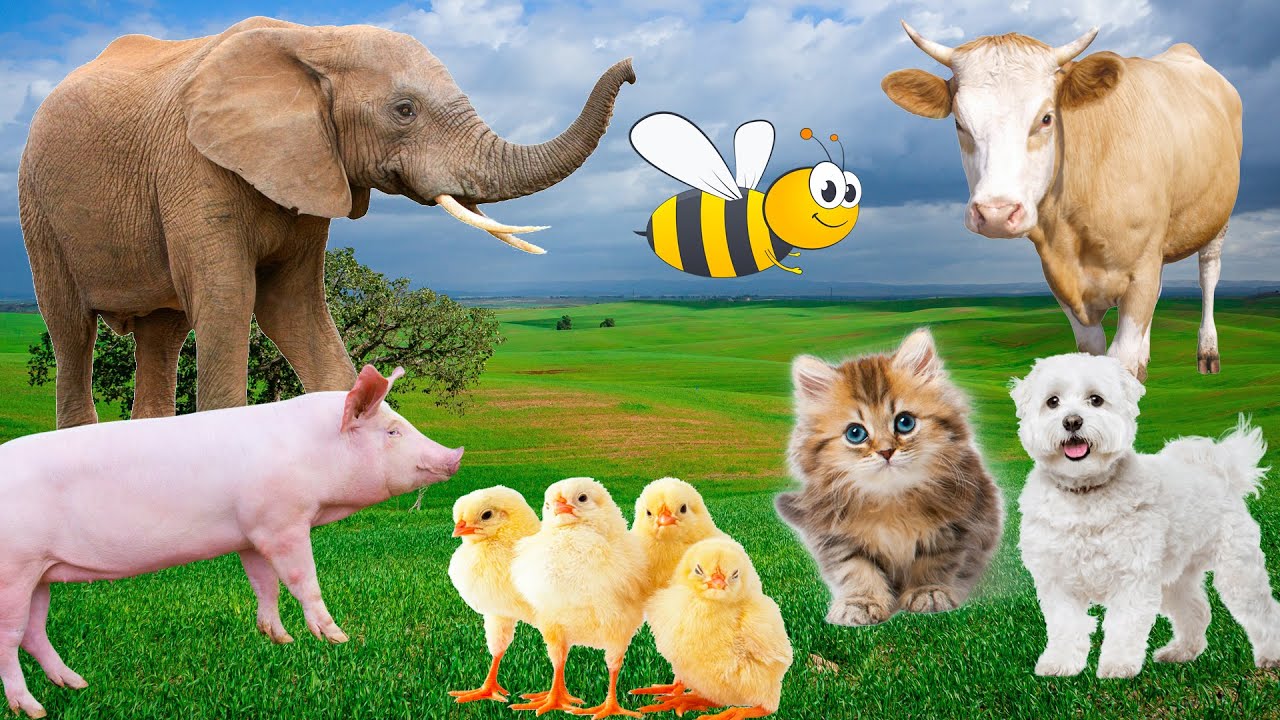 Farm animals, animal sounds: cow, chicken, pig, elephant, duck, cat sound