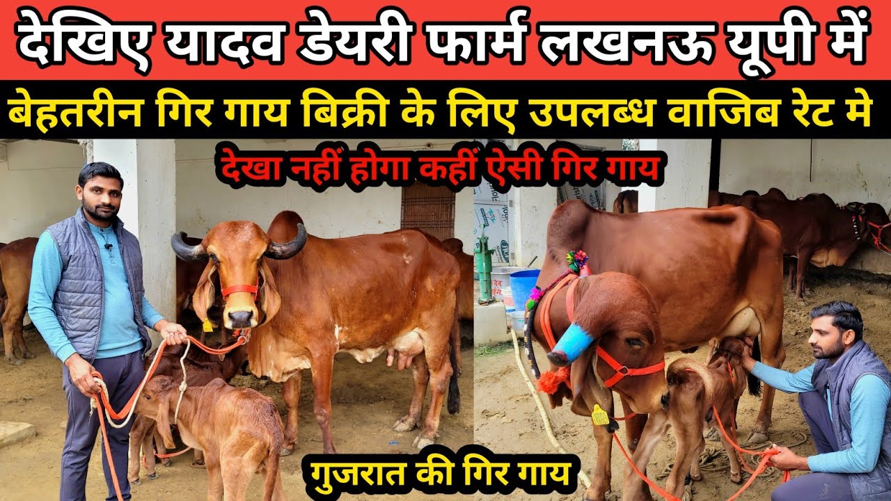 देखिए यादव डेयरी फार्म पर बेहतरीन गिर गाय बिक्री के लिए उपलब्ध || yadav dairy farm lucknow ||