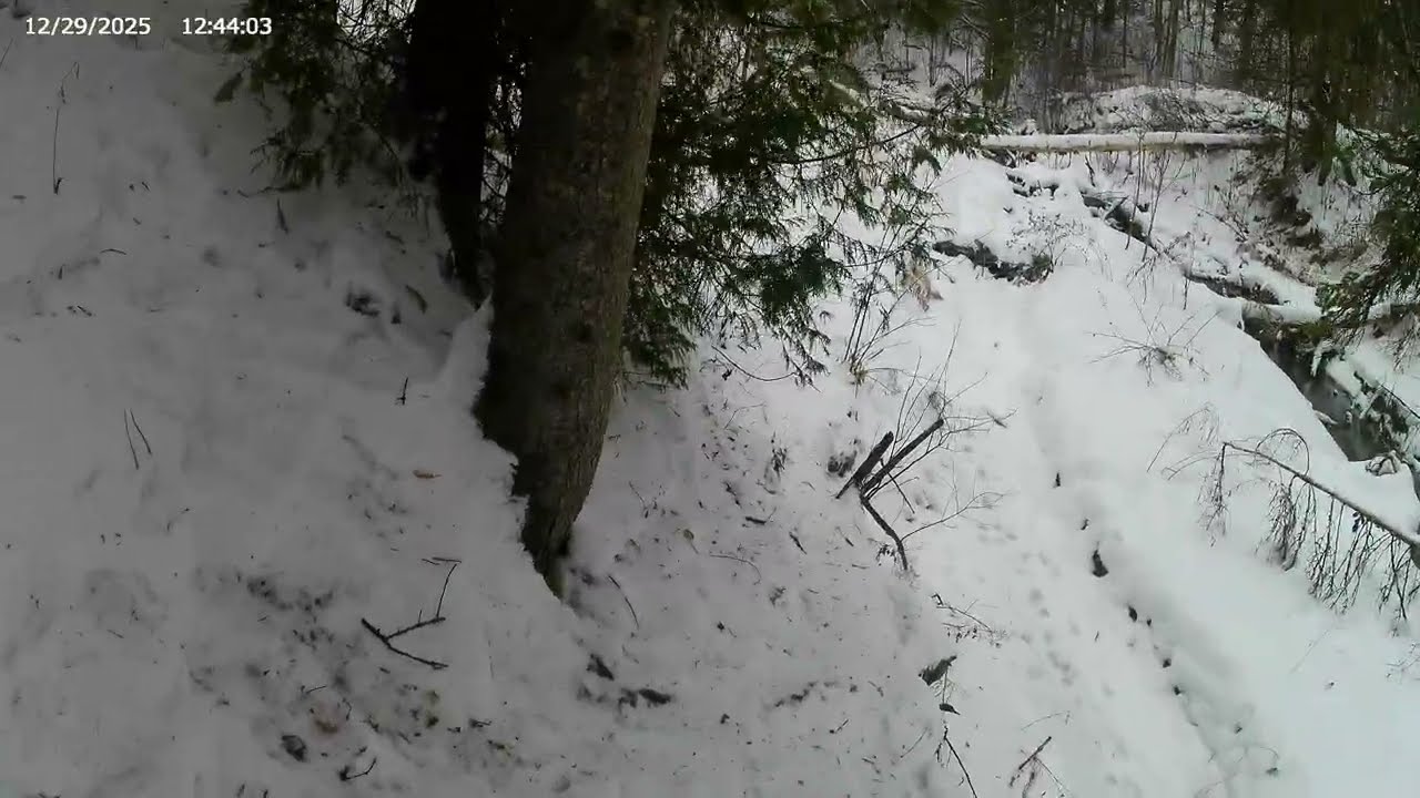 snow shoeing in the forest. (my first vlog)