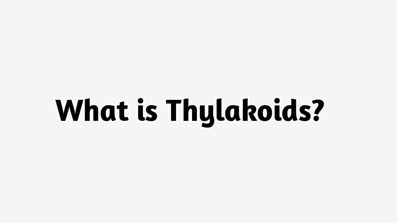 What is Thylakoids?
