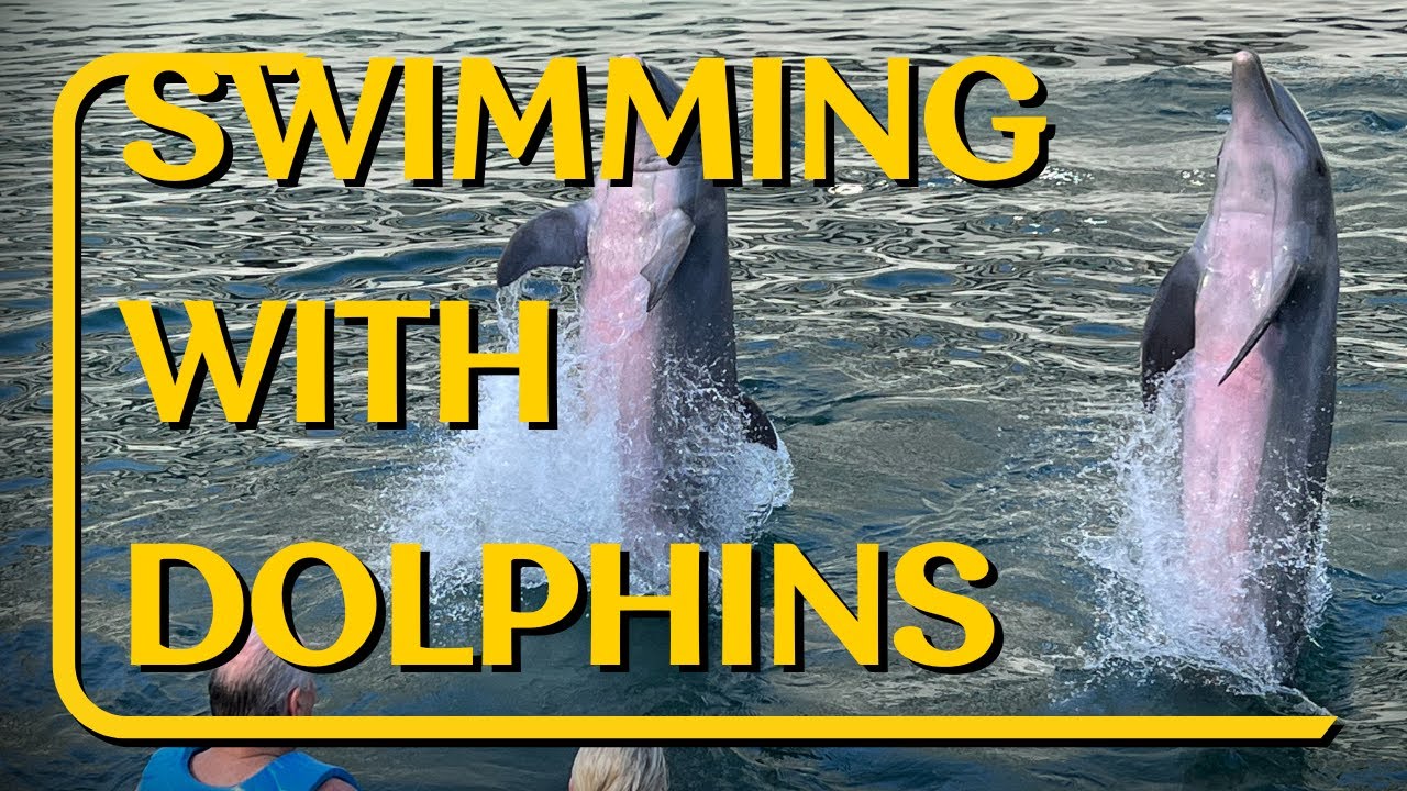 Swimming with Dolphins at the Hyatt Ziva Cancun Mexico