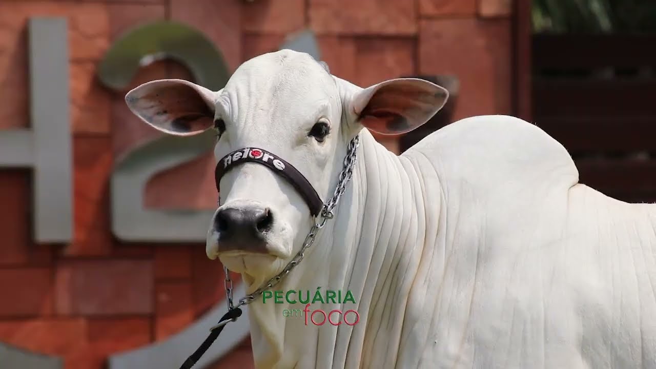 PECUÁRIA EM FOCO -  LEILÃO VIRTUAL PRODUÇÃO NELORE 42
