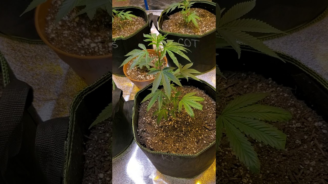 Pro GROW TENT Setup!! 2x1000w HPS 1xMars Hydro TSW2000
