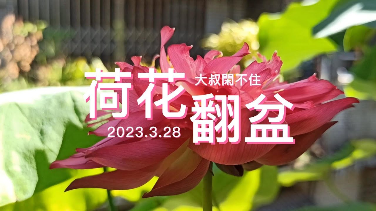 家庭蓮、荷種植 EP1-荷花翻盆