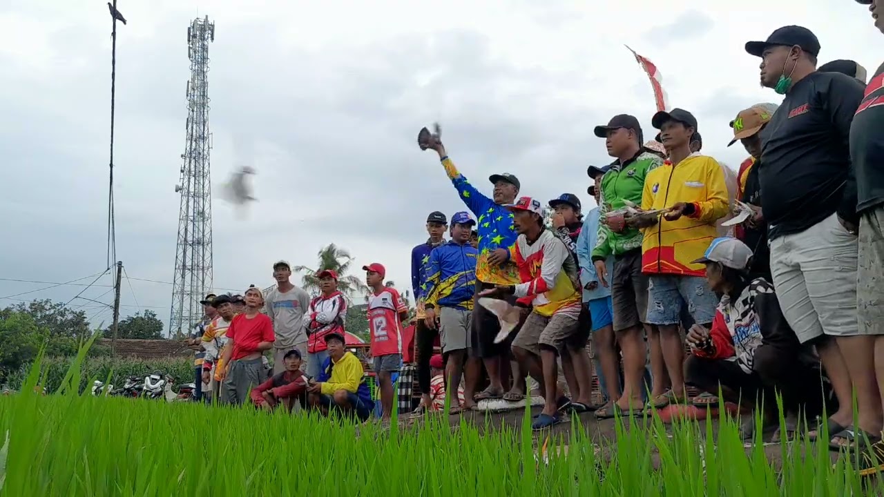 Lomba merpati seprint tawangalun cup 2026
