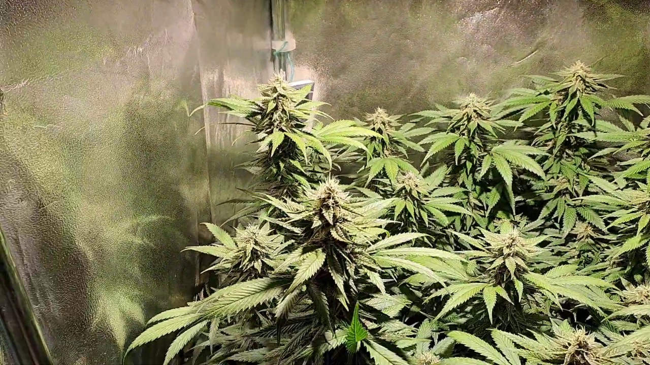 Organics Nutrients - Trial Run with Green Gelato, Flower Day 35 #9