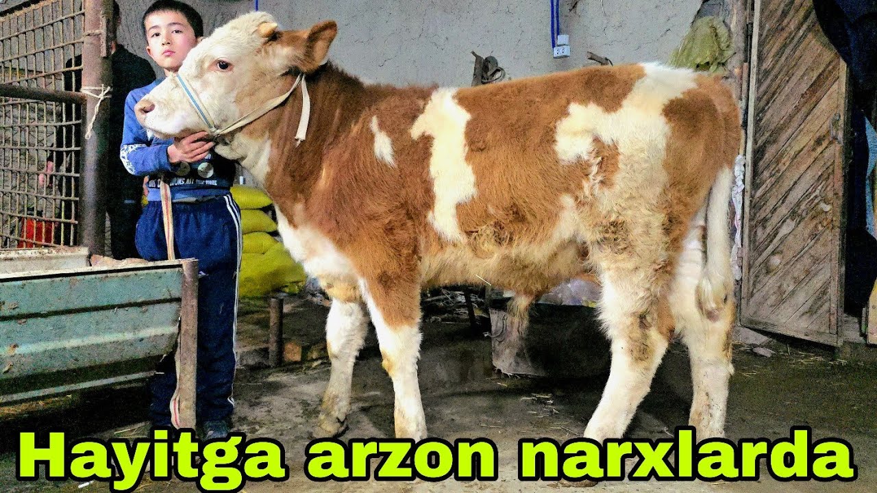 Nematjon ukamizdan hayot bayramiga bayramona aksiyalar.20 марта 2026 г.