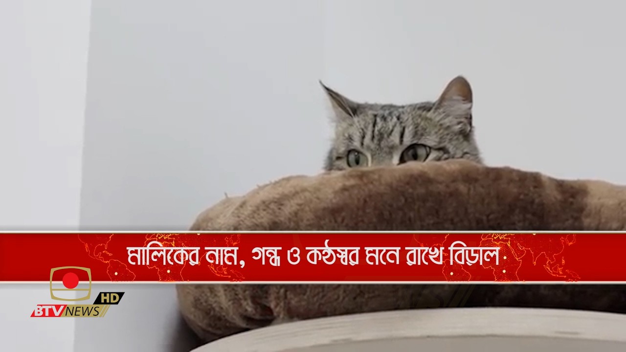 মালিকের নাম, গন্ধ ও কন্ঠস্বর মনে রাখে বিড়াল
