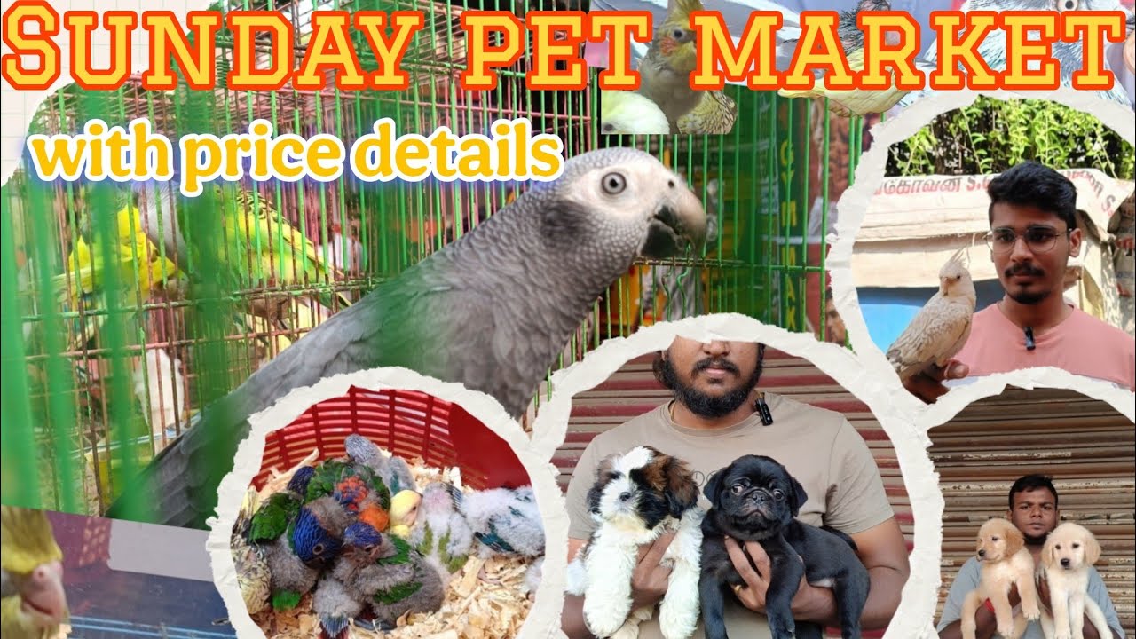 Sunday pet market vlog with price details. jan 5 ,2025