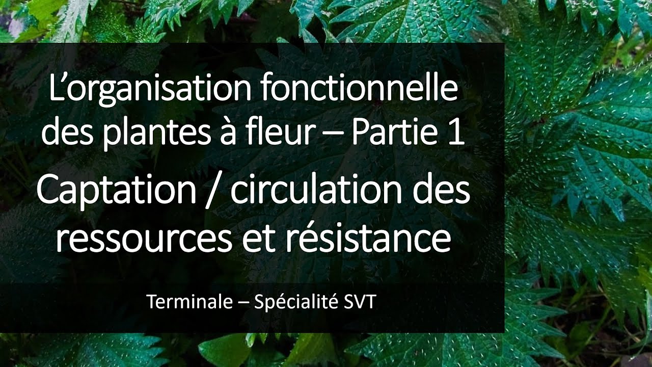 Cours Spé SVT Terminale - Organisation des plantes 1 - Ressources et résistances
