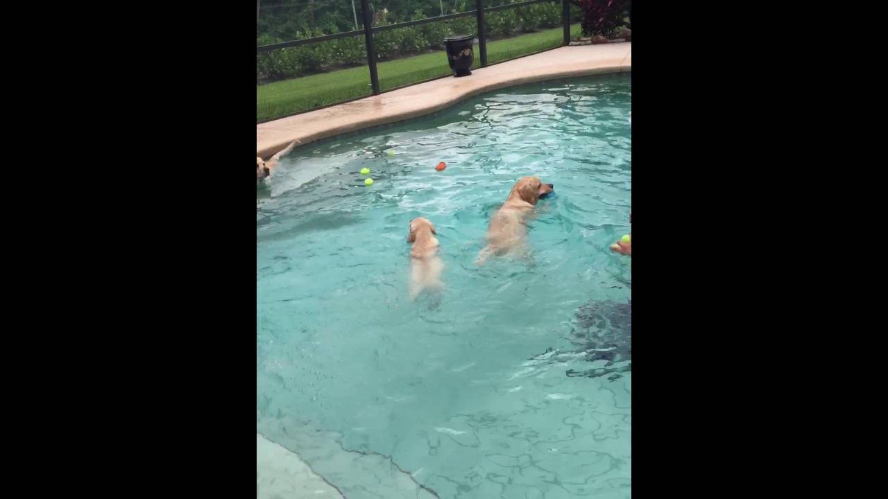Lab puppy Gracie jumping in the pool first time