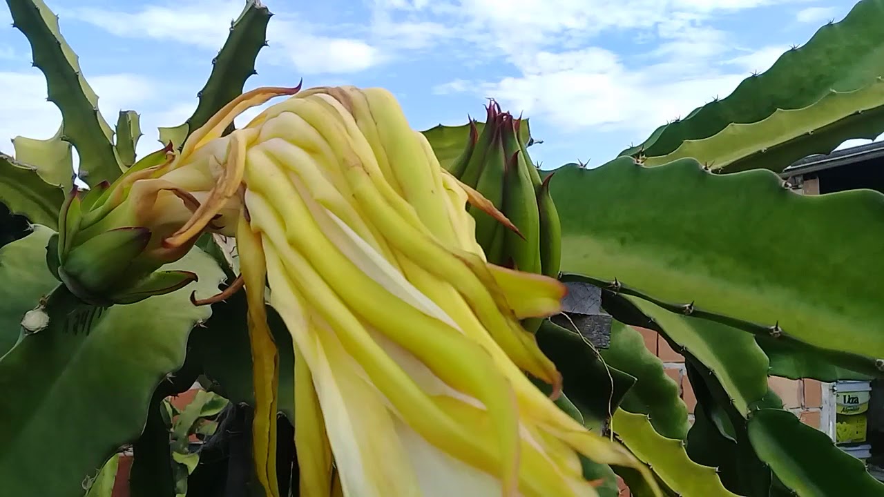 QUANTO TEMPO LEVA DO BOTÃO FLORAL ATÉ A COLHEITA DA PITAYA?