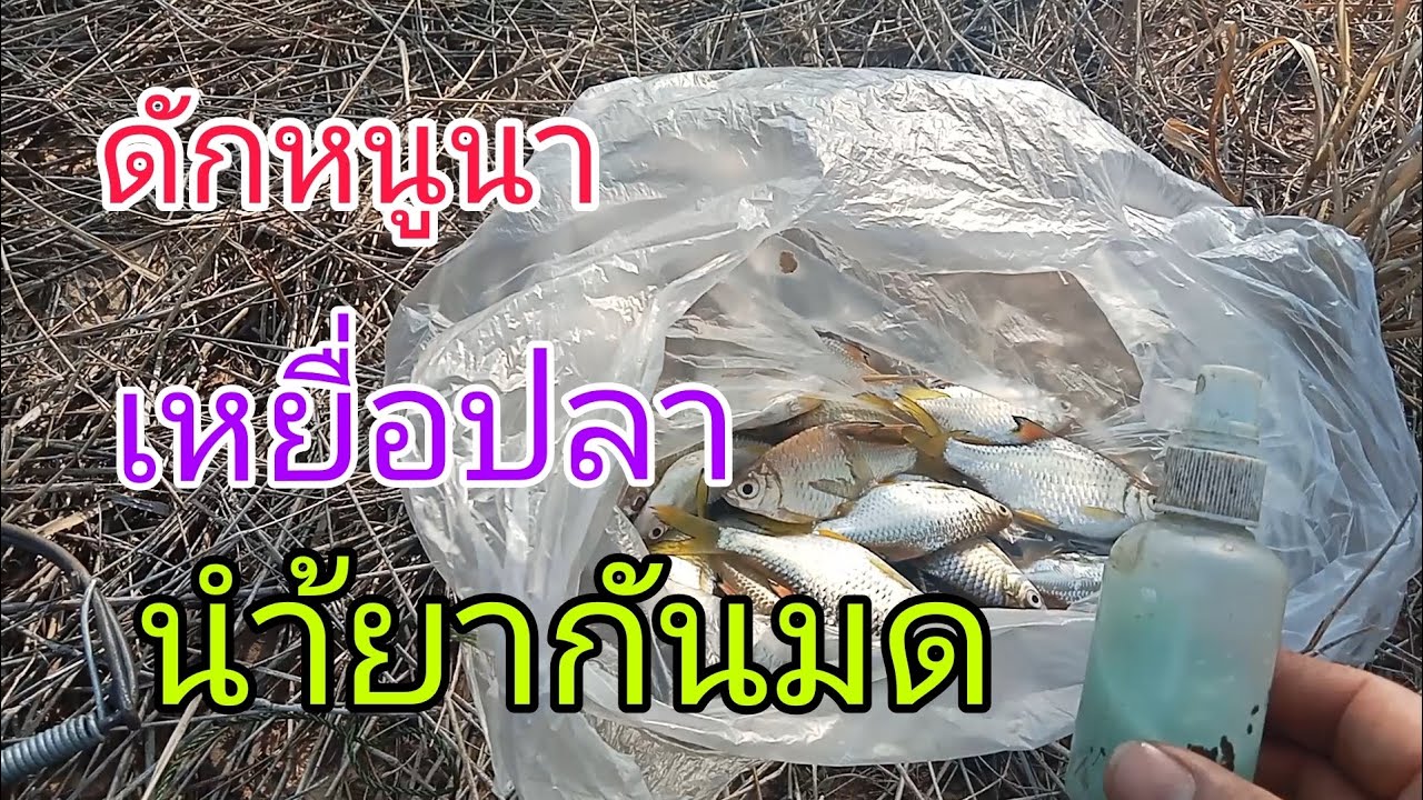ดักหนูนา ด้วยเหยื่อปลา นำ้ยากันมด(ทดสอบนำ้ยากันมด)