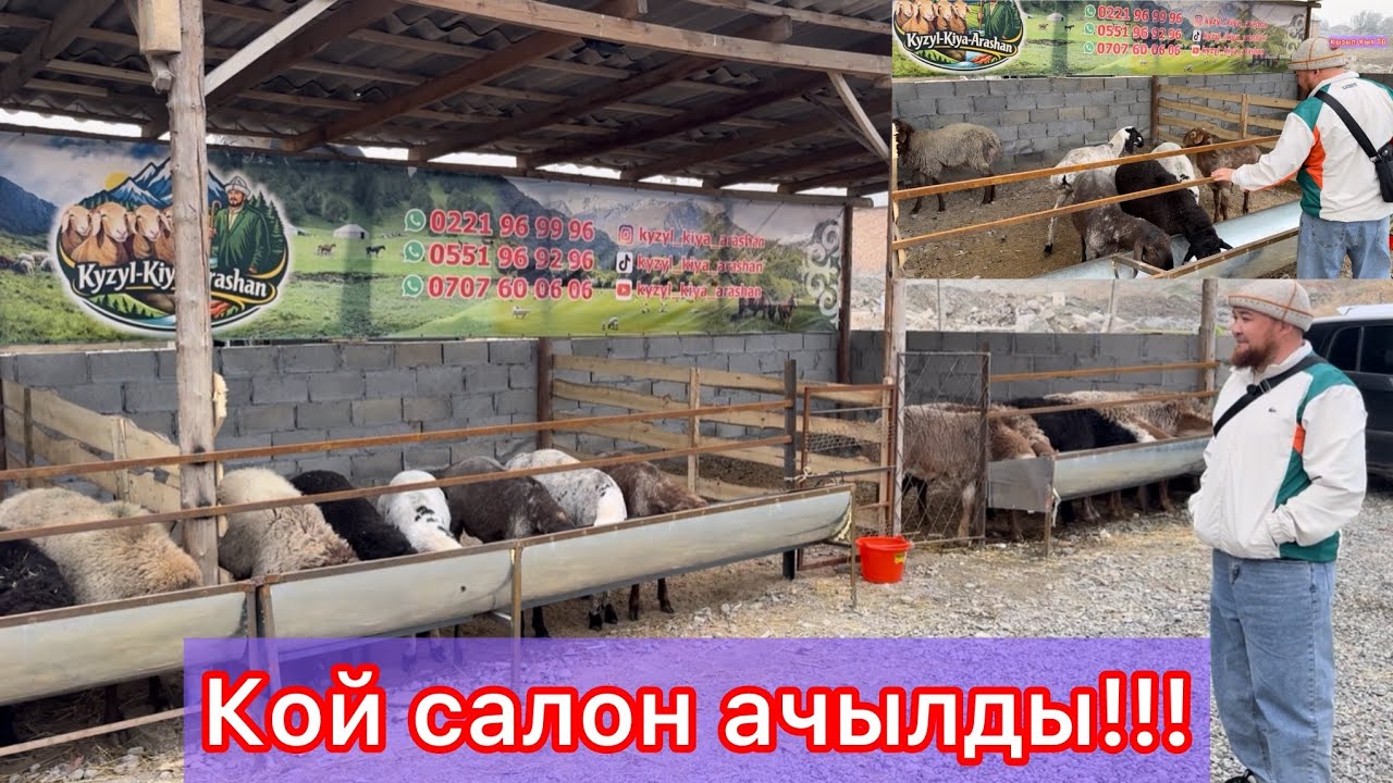 Кой салон Иш баштады Кызыл-Кыя да !!! 
