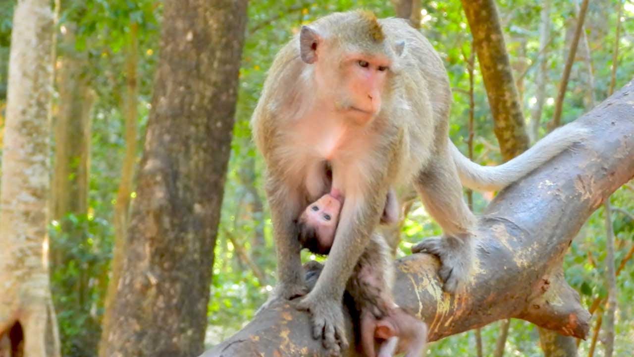 Mama Monkey Button Sits Calmly While Her Baby Nurses Below