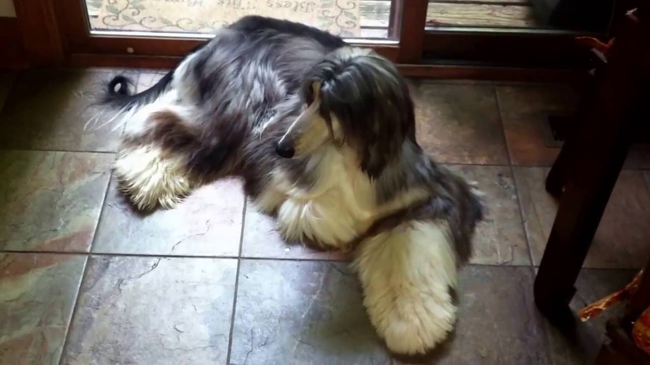 OUR AFGHAN HOUND 