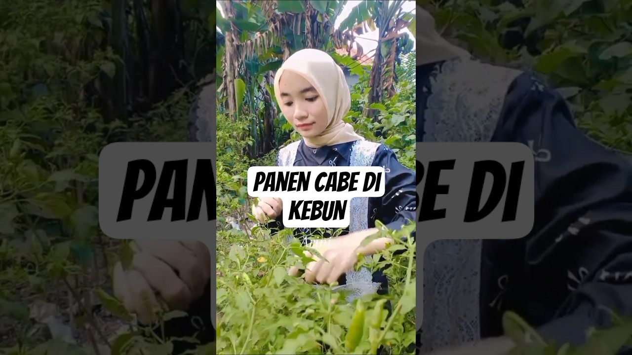 Minivlog Panen Cabe Di Kebun 