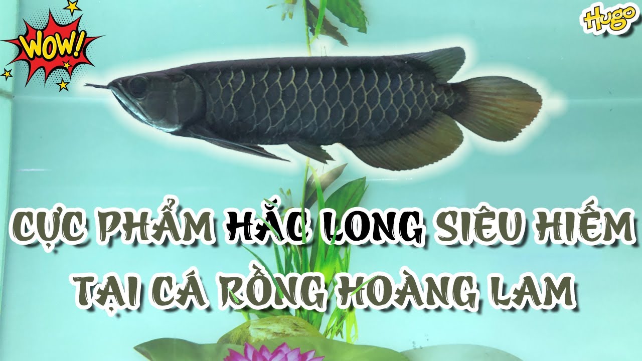 Cực phẩm HẮC LONG siêu hiếm tại cafe CÁ RÔNG HOÀNG LAM