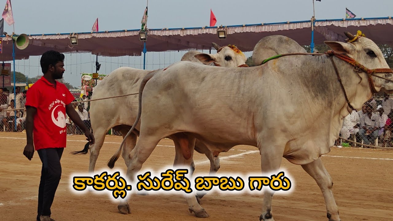 రెంటచింతల సబ్ జూనియర్స్ 10వ .గోగినేని వెంకటకృష్ణ మెమోరియల్ కాకర్ల సురేష్ బాబు గారు  కృష్ణా జిల్లా