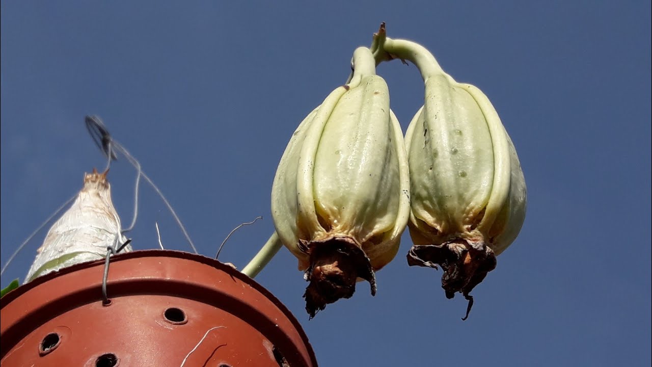 SEMEANDO SEMENTES DE CATASETUM DENTRO DO ORQUIDARIO.