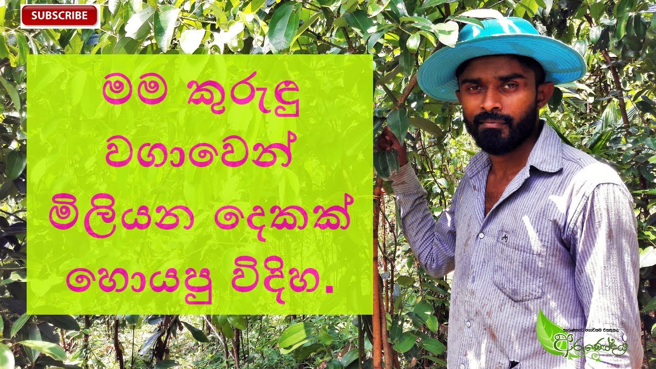 මම කුරැඳු වගාවෙන් මිලියන ගානක් හොයන විදිහ | How did I earn two million from cinnamon cultivation