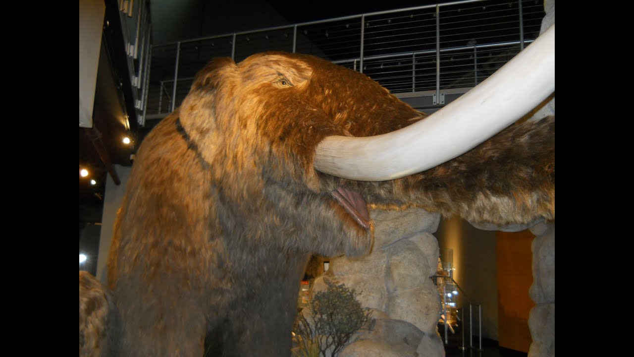 Mastodon! Prehistoric Elephants in the Southwest