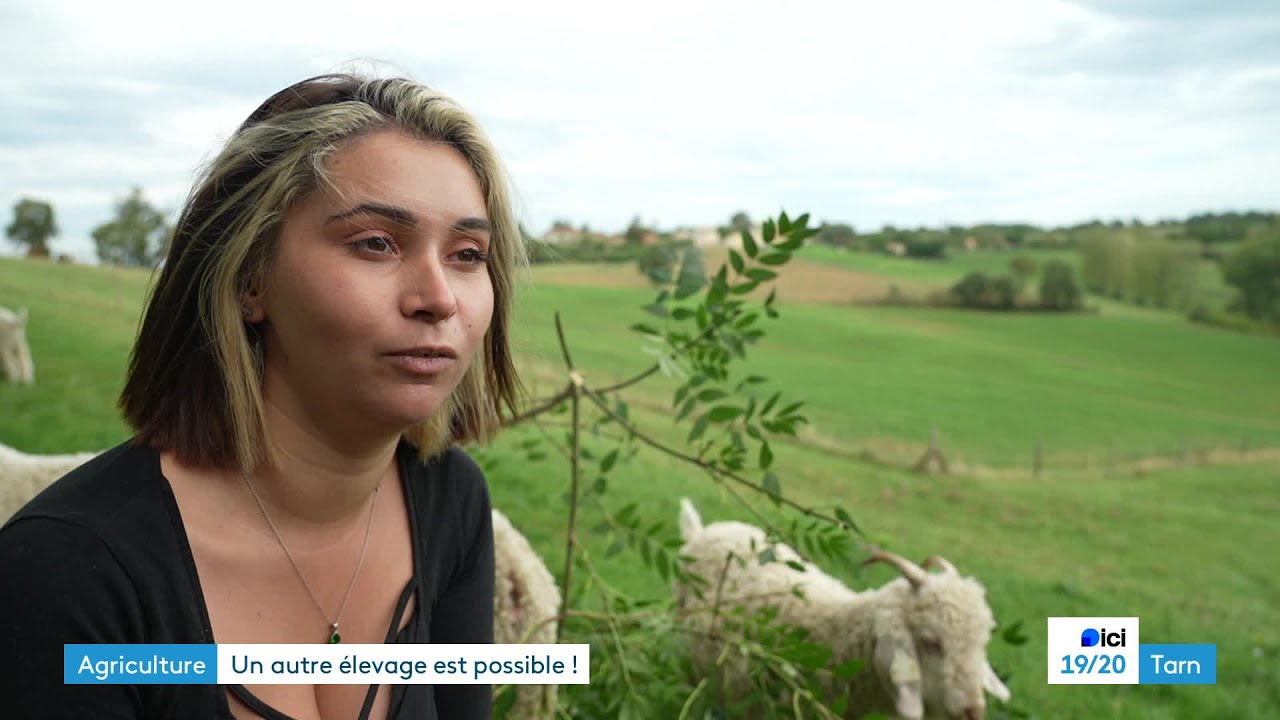 Chèves angora : une jeune tarnaise réalise son rêve