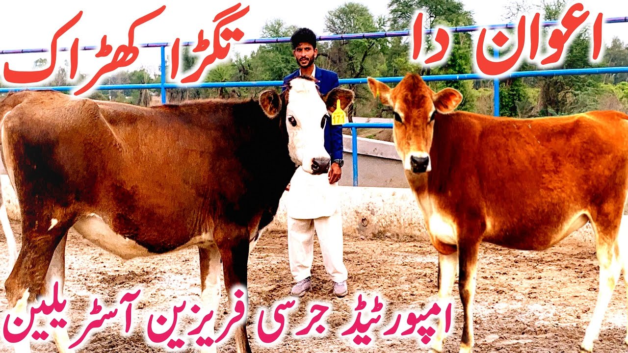 Australian Jersey HF Hiefers Awan Dairy Farm Bhalwal || Global Village Farming