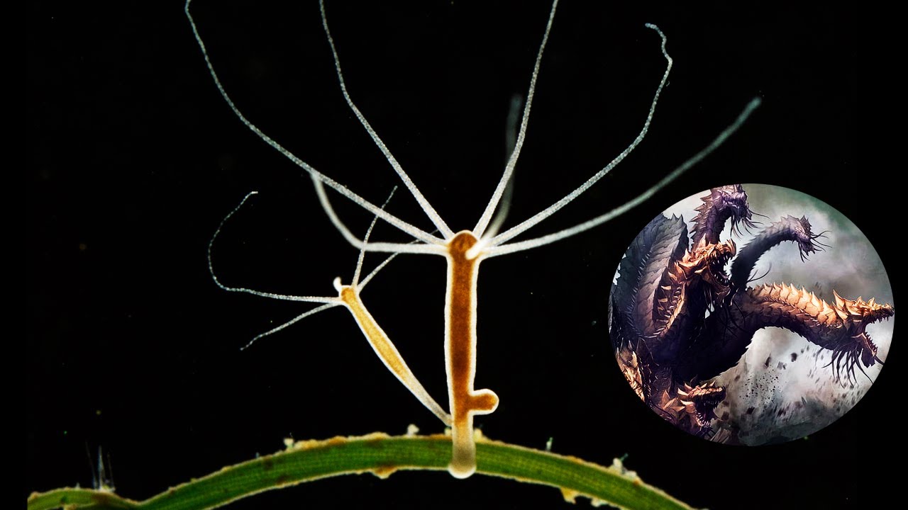 ¿Qué es una HIDRA? | ser VIVO con Inmortalidad biológica