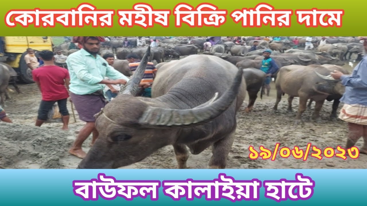 কালাইয়া গরুর হাটে পানির দামে মহিষ বিক্রি পর্যাপ্ত পরিমাণে মহিষ এসেছে ক্রেতা নেই বিক্রেতার হাহাকার
