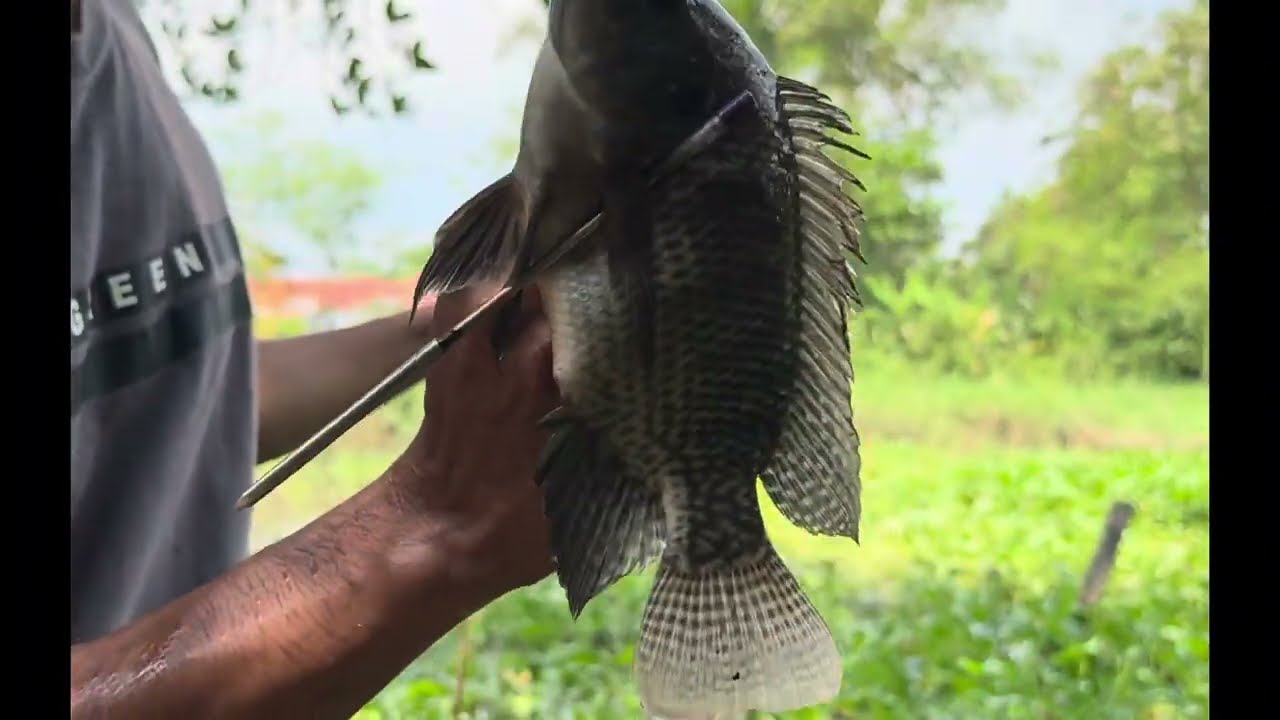 Cara paser ikan nila di sport kangkung #paserikan #fishing #slingshot #mancing #ketapelikan
