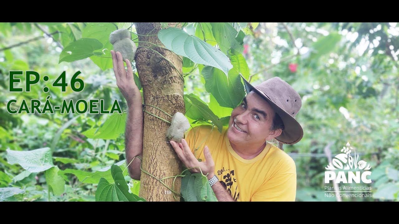 EPISÓDIO 46 - CARÁ-MOELA | #pancnaveia #valdelykinupp