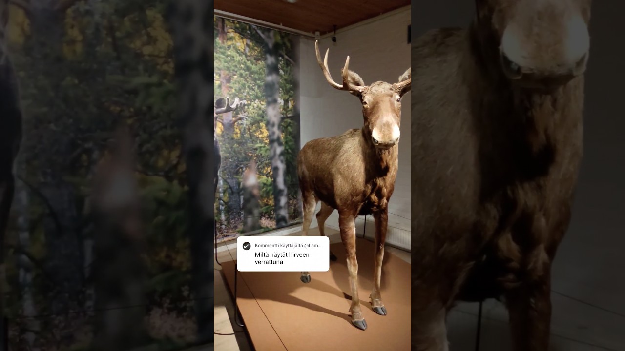 Milt n&auml;yt&auml;n hirveen verrattuna 🧐? #h&auml;meenlinna #hirvi #shorts