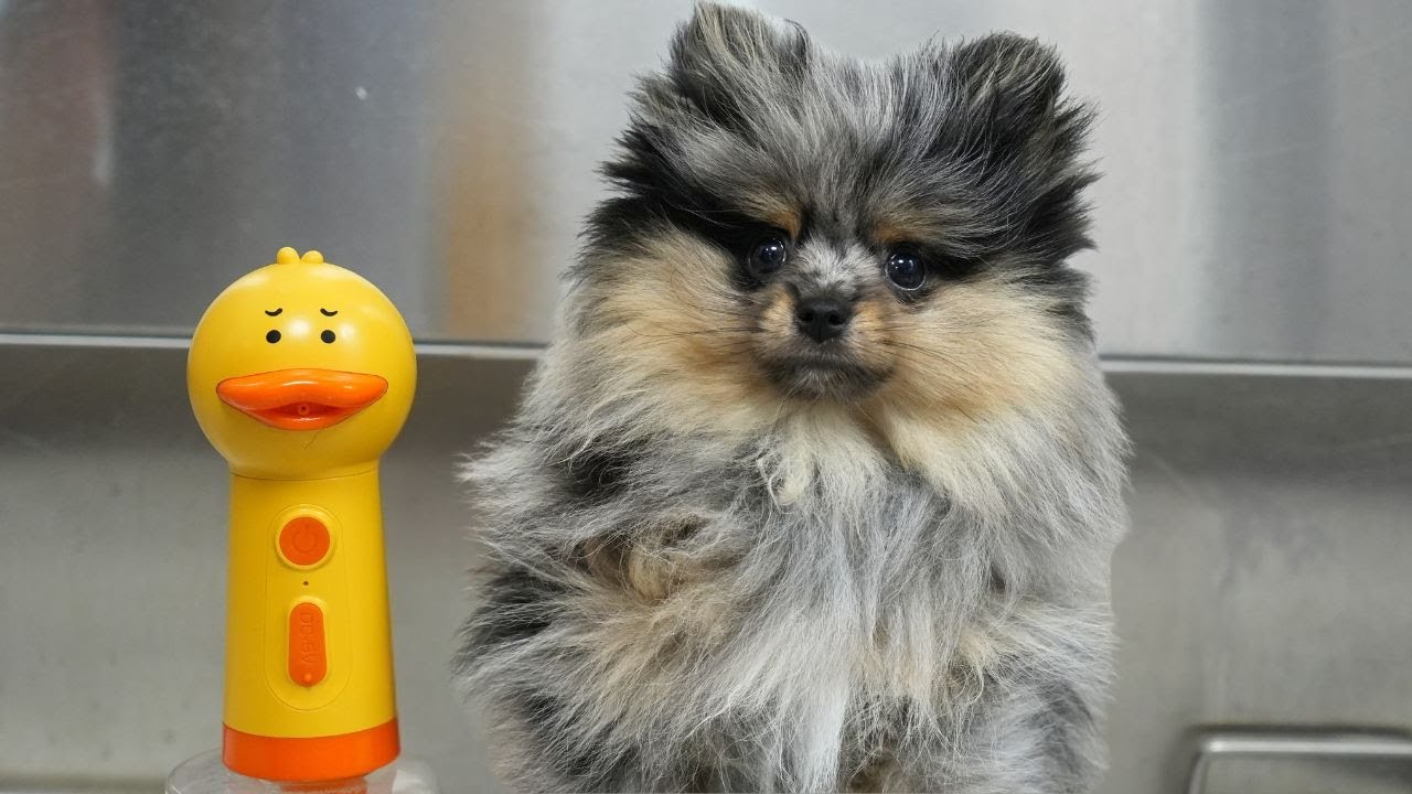 This Pomeranian Puppy Has WAY Too Much Attitude 😂