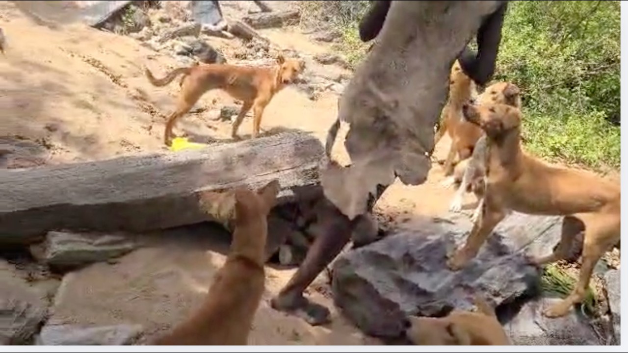 Hadzabe Tribe Village Life 🌿 | 2 Dogs Enjoying Traditional Food 🐕🍲#villagecooking #grill