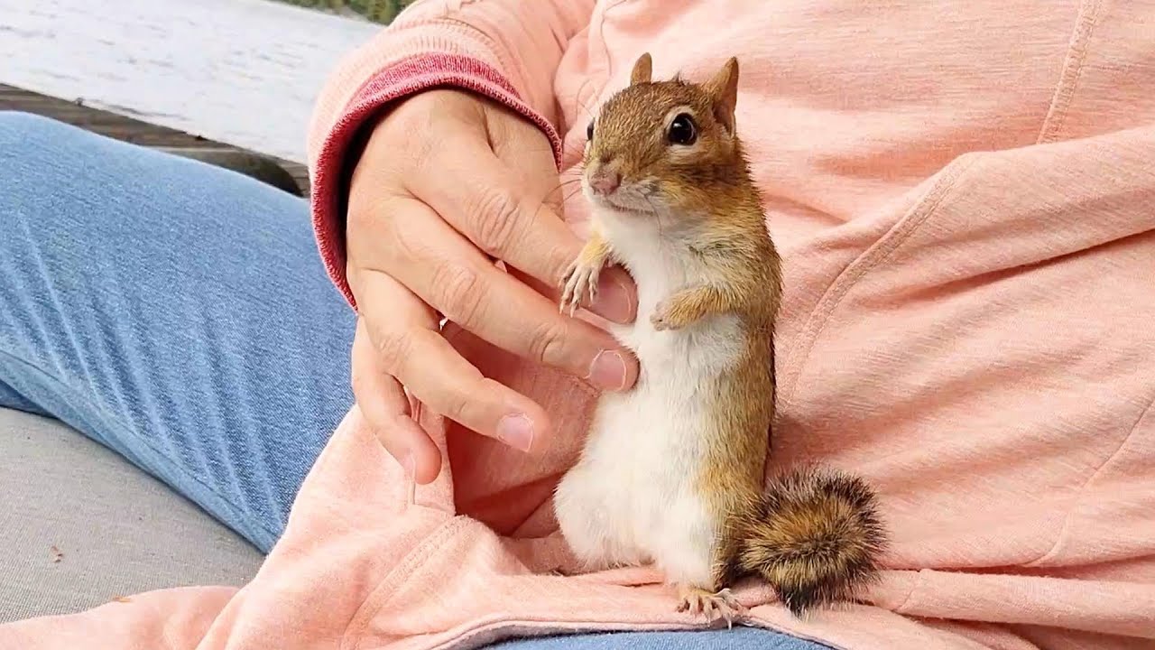 앉아서 호수를🐟 보고 있는데 하나씩 다가오는 다람쥐 친구들 :) When I'm Looking At The Lake My Chipmunk Friends Come By