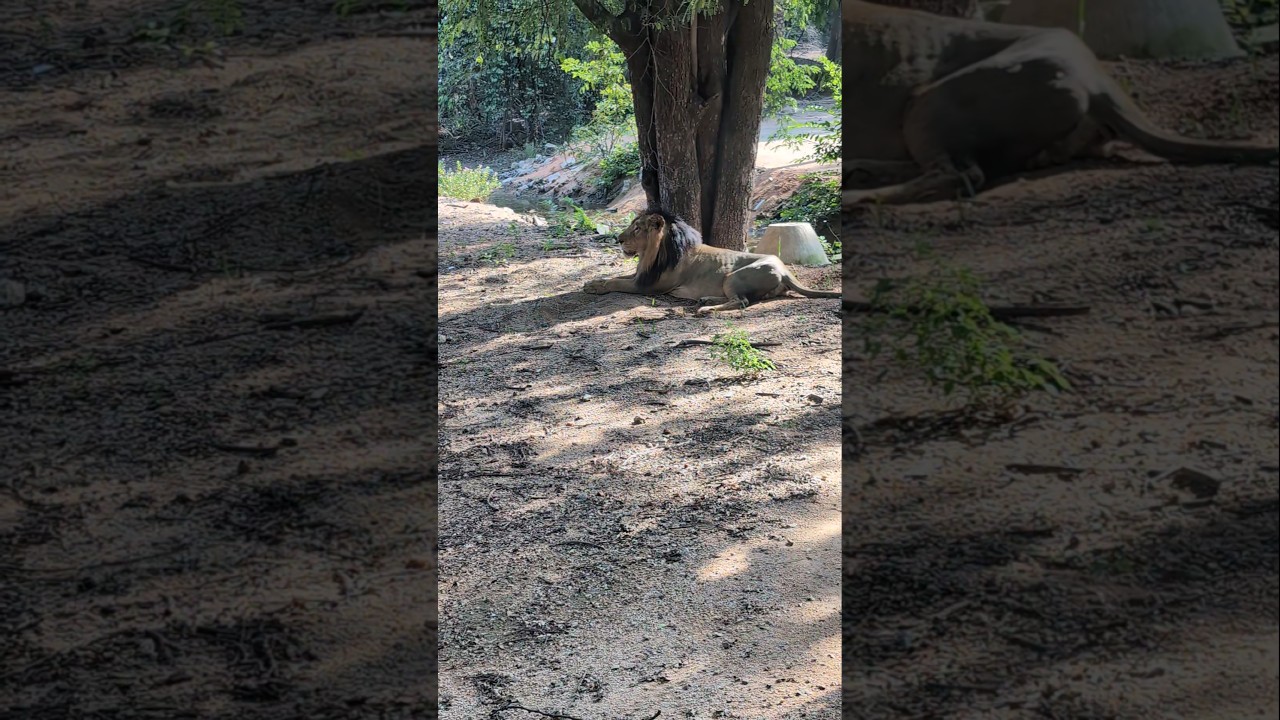 Hyderabad zoo|| Safari in Nehru Zoological park, Hyderabad #zoo #hyderabad #hyderabadzoopark